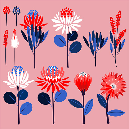 Geometric of protea flowers and botanical plants. Vector ornamental symbols in vector on pink bakground color