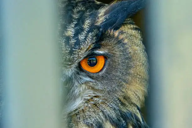 eagle owl bubo bubo