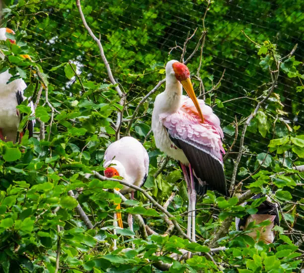 Photo of closeup of yellow billed stork preening its feathers in a tree, tropical bird specie from Africa