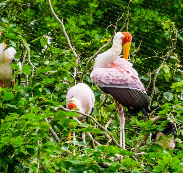 Photo of Yellow billed stork in closeup preening its feathers, tropical bird specie from Africa