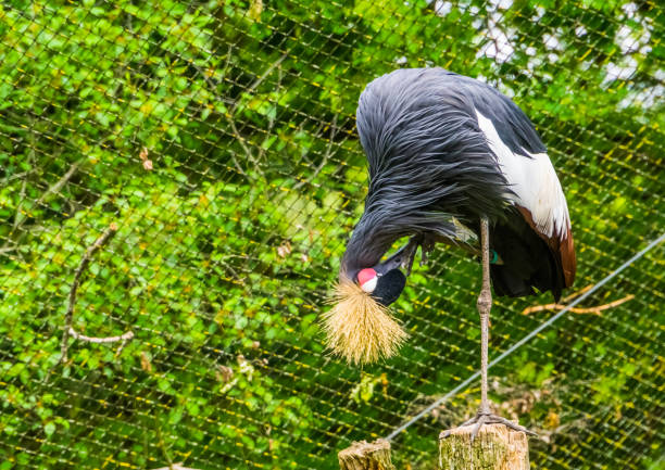 The Grey crowned crane is a spcies of bird in the crane family. It is the national bird of Uganda, found in eastern and southern africa. Very similar to the black crowned crane but today they are seperated with genetic evidence. Its status was changed to endangered in 2012.