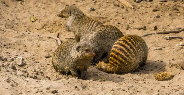 Photo of group of banded mongooses together in the sand, tropical animal specie from Africa