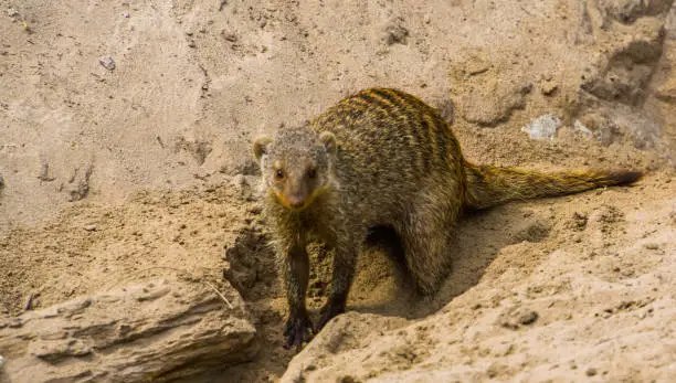 Photo of closeup of a banded mongoose digging in the sand, tropical animal specie from Africa, popular and adorable pets