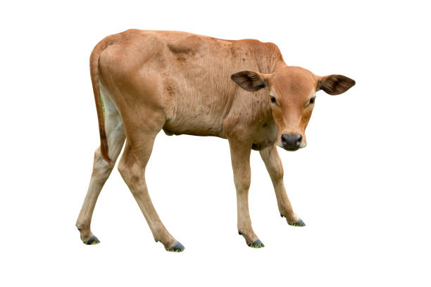 istock Asia cow on isolated 1156295192
