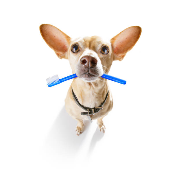 istock dental toothbrush dog 1156297683