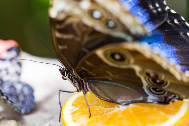 istock Massive blue and brown butterfly on an orange slice 1156297793