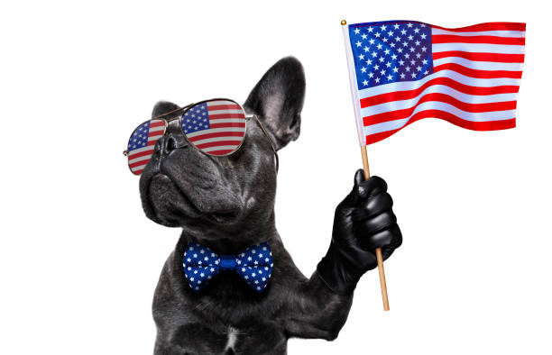 istock independence day 4th of july dog 1156297854