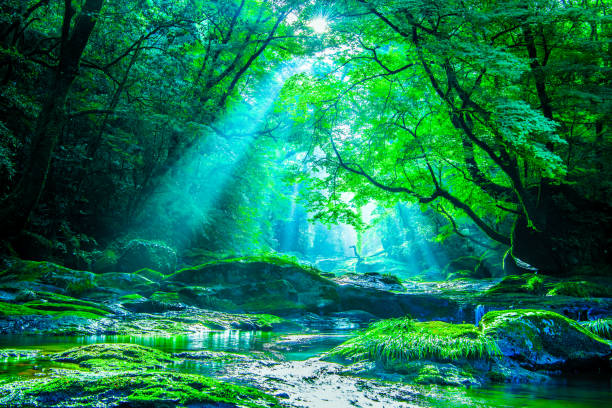 菊池渓谷、森林の滝と光線