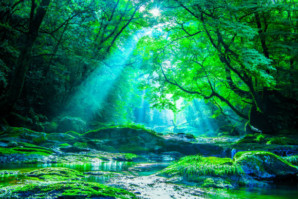 kikuchi valley, waterfall and ray in forest, japan - stream forest river waterfall imagens e fotografias de stock