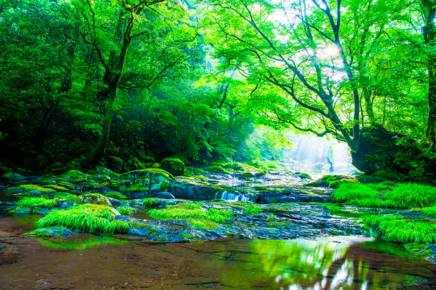 istock Kikuchi valley, waterfall and ray in forest, Japan 1156297923
