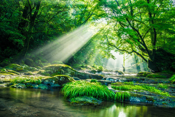 istock Kikuchi valley, waterfall and ray in forest, Japan 1156297970