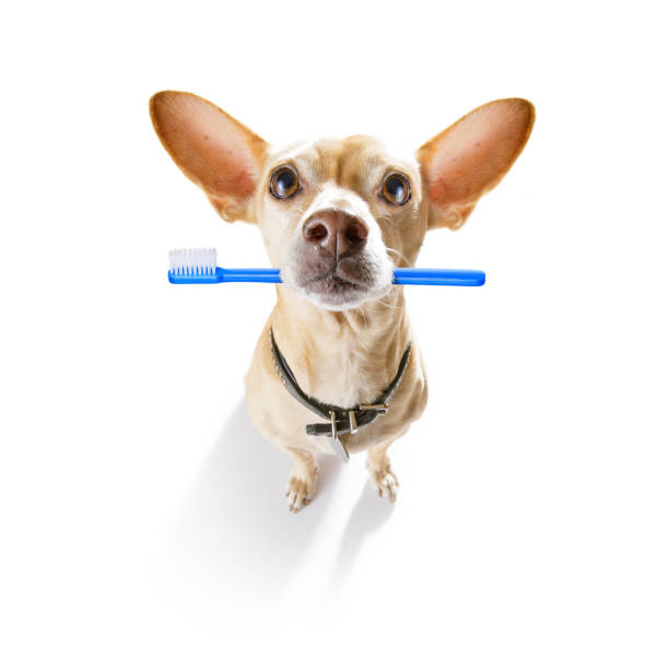 istock dental toothbrush dog 1156298092