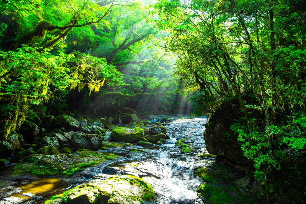 valle de kikuchi, cascada y rayo en el bosque, japón - stream forest river waterfall fotografías e imágenes de stock
