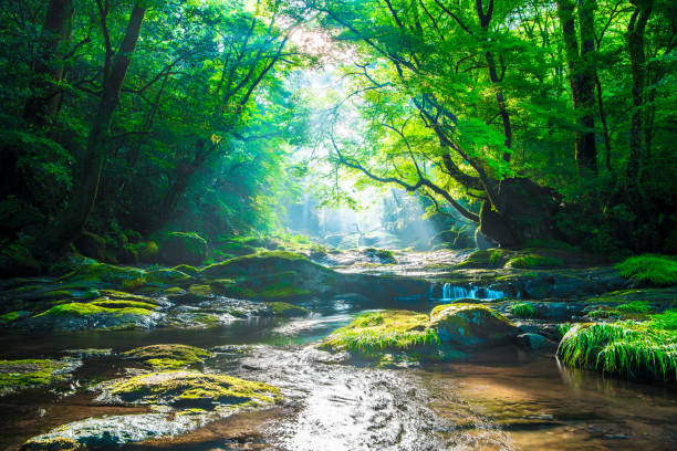 valle de kikuchi, cascada y rayo en el bosque, japón - stream forest river waterfall fotografías e imágenes de stock