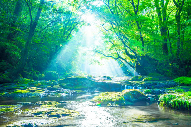 valle kikuchi, cascata e raggio nella foresta, giappone - stream river water spring foto e immagini stock