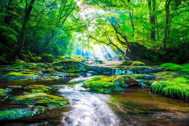 istock Kikuchi valley, waterfall and ray in forest, Japan 1156298781