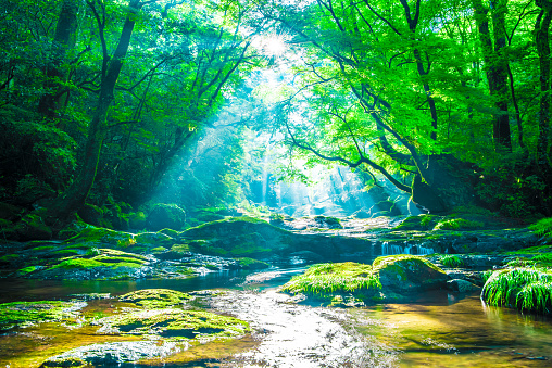 Kikuchi valley, waterfall and ray in forest, Japan