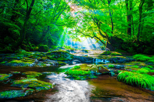 valle de kikuchi, cascada y rayo en el bosque, japón - stream forest river waterfall fotografías e imágenes de stock