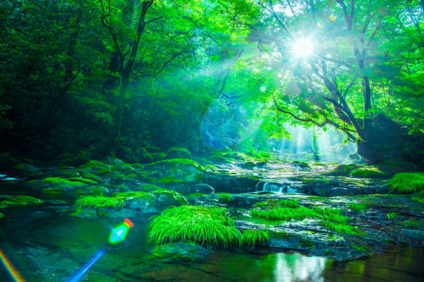 valle de kikuchi, cascada y rayo en el bosque, japón - mountain stream fotografías e imágenes de stock