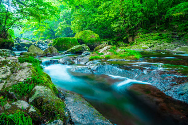 kikuchi valley, waterfall and ray in forest, japan - stream forest river waterfall imagens e fotografias de stock