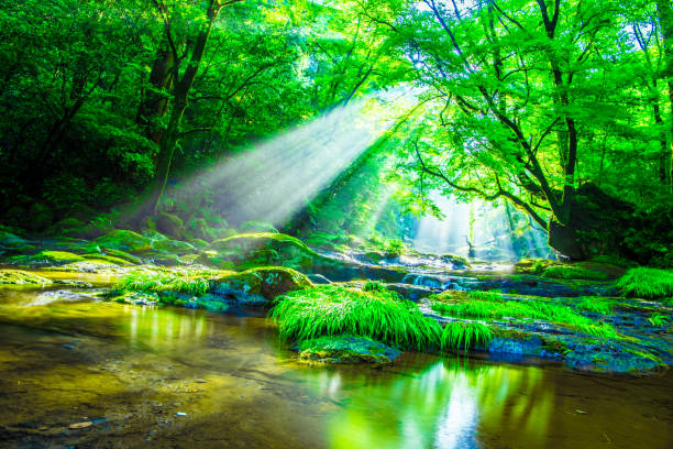 kikuchi valley, waterfall and ray in forest, japan - stream forest river waterfall imagens e fotografias de stock