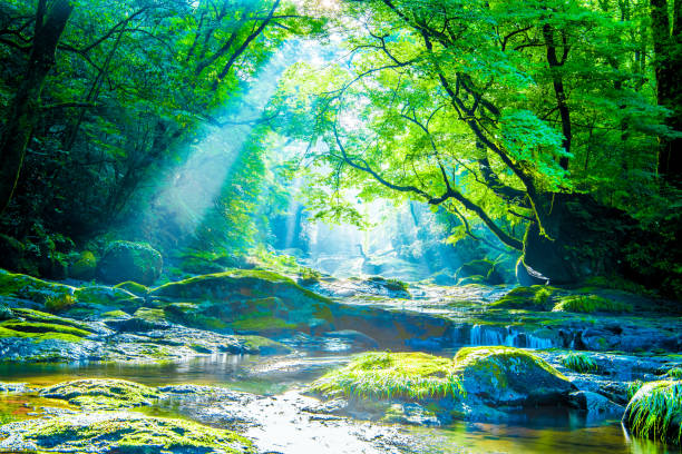 valle de kikuchi, cascada y rayo en el bosque, japón - mountain stream fotografías e imágenes de stock