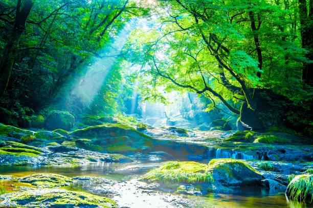 долина кикути, водопад и луч в лесу, япония - moss stream rock water стоковые фото и изображения