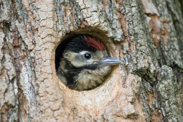 istock Great spotted woodpecker chick in nest (Dendrocopos major) 1156299288
