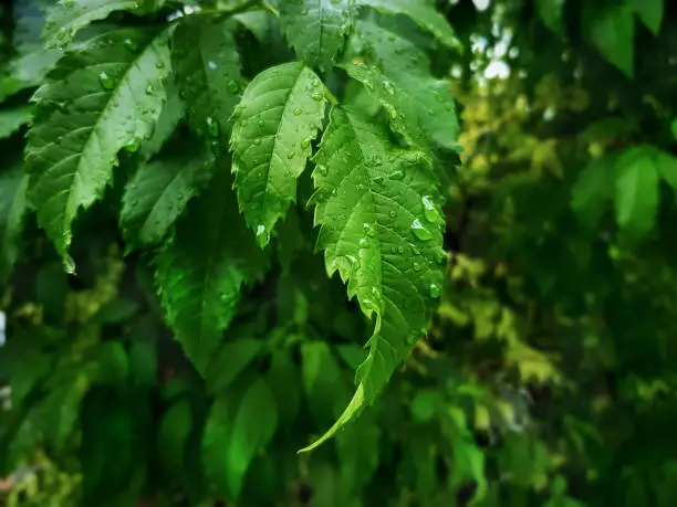 Fresh Green Leaves on Tree with Rain Droplets with Selective Focus