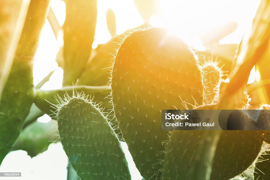 Cactus dans le désert au coucher du soleil - Photo de Cactus libre de droits
