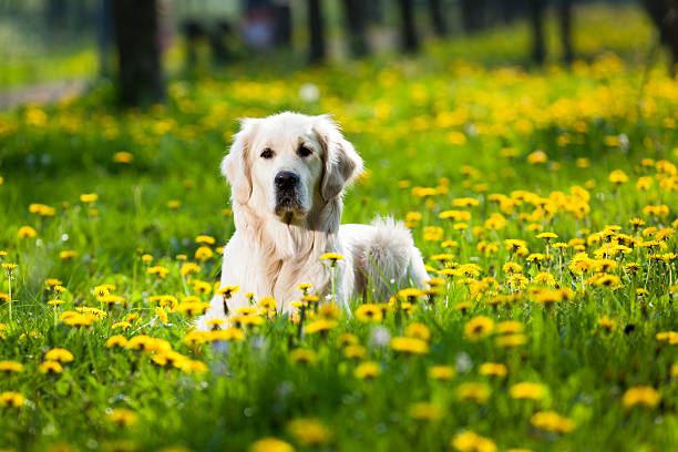 istock Golden Retriever between dandelions 115630042