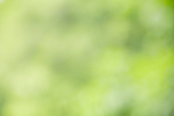 istock Out of focus blurred of green leaf nature under sunlight with bokeh and copy space using as background natural plants landscape, ecology wallpaper concept. 1156301874
