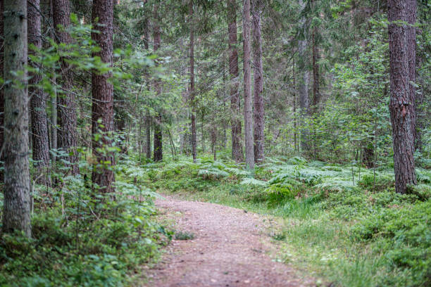 istock beautiful pathway in the green forest after the rain 1156301990