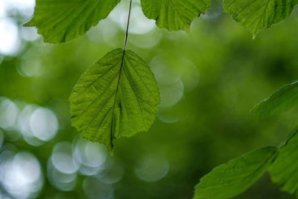 istock young fresh linden tree leaves in forest summer after the rain 1156301998
