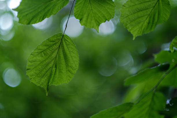 istock young fresh linden tree leaves in forest summer after the rain 1156302001