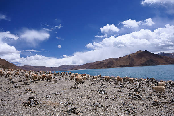 Yamdrok lake, Tibete - foto de acervo