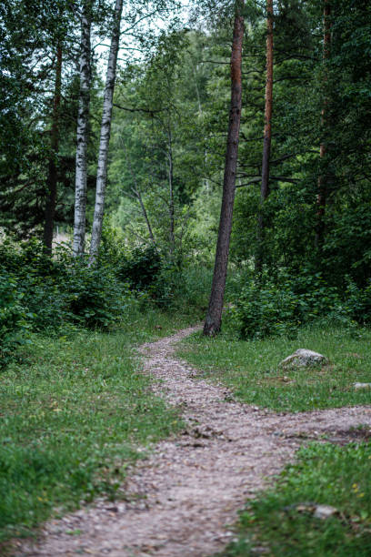 istock beautiful pathway in the green forest after the rain 1156302584