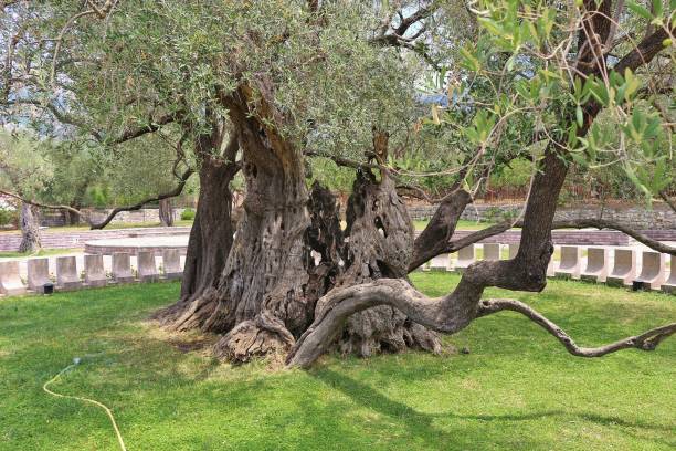 istock 2242 years old olive tree, the oldest tree in Europe. Montenegro. 1156302651