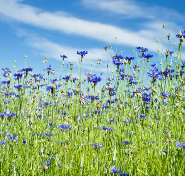 istock Beautiful wildflowers. 1156302716