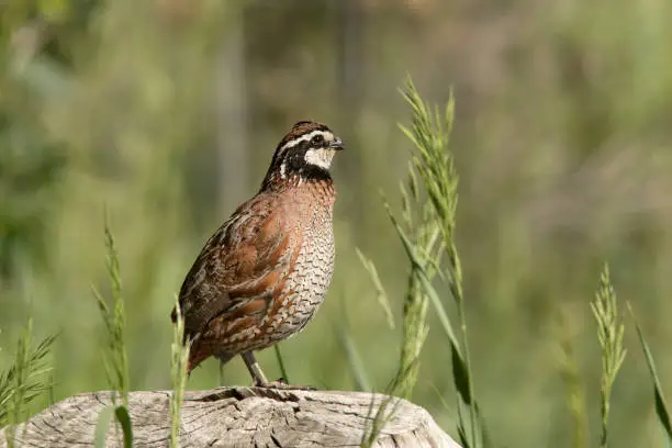 Standing tall, a wild, male northern bobwhite bird perched on a log in a grassy meadow sings for his nearby mate in Sedalia, Colorado.