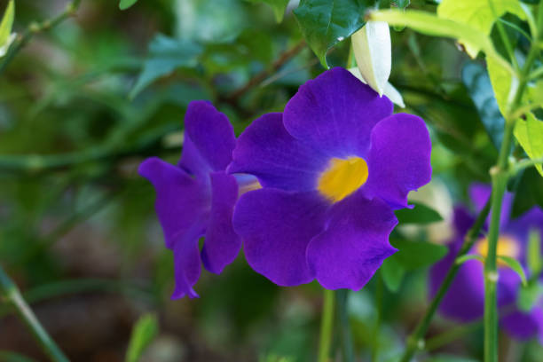 istock Purple flower with a bokeh background 1156302994