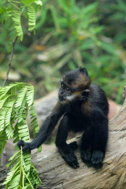 아기 프랑수아 랑구르는 지점에 자리 잡고 - animal ape monkey bonding 뉴스 사진 이미지