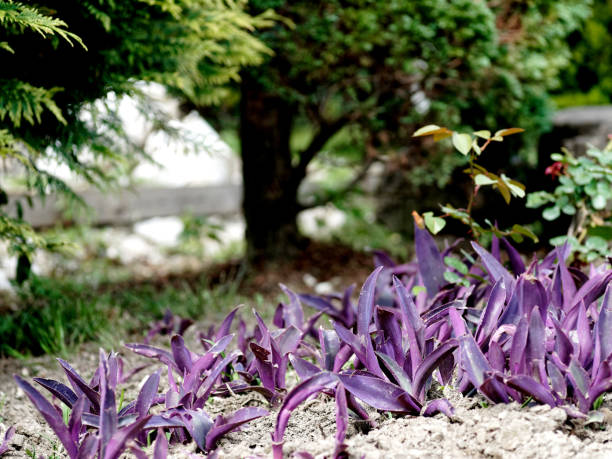 Wandering jew plants on the flowerbed