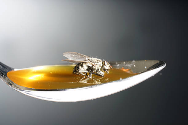Fly nibbles from spoon with honey while sticking sticking