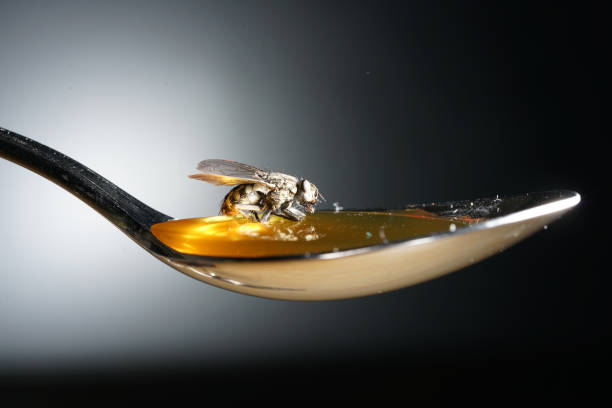 istock Fly nibbles from spoon with honey while sticking sticking 1156304706