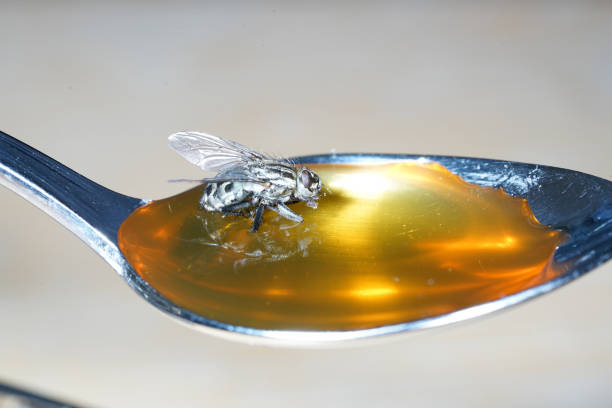 istock Fly nibbles from spoon with honey while sticking sticking 1156304710