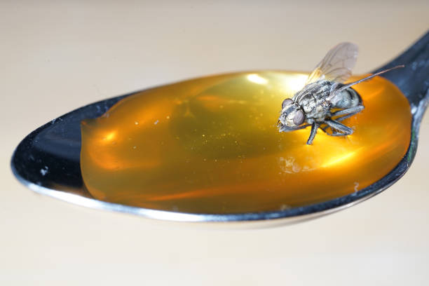 istock Fly nibbles from spoon with honey while sticking sticking 1156304721