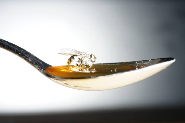 istock Fly nibbles from spoon with honey while sticking sticking 1156304740