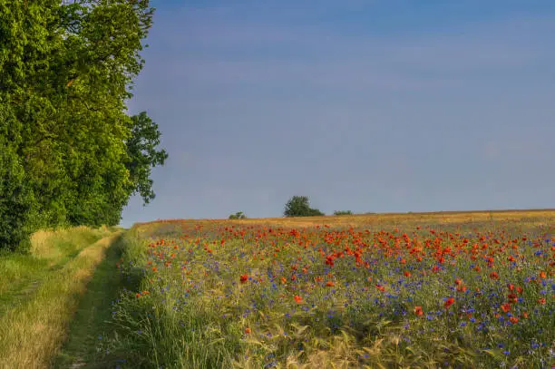 Peaceful agricultural scene in evening sunlight with a country road, fields as far as the eye can see and poppies and cornflowers in wonderful colours.