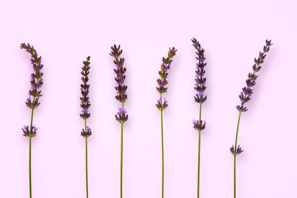 istock isolated lavender blossoms in a row 1156305584